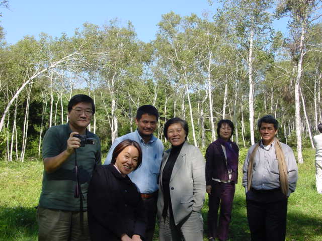 White Birch Woods